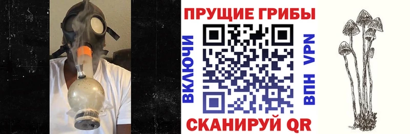 Галлюциногенные грибы Psilocybe где найти наркотики Анадырь